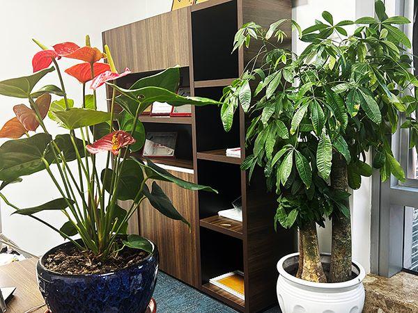 注册公司申请查名的重要性是什么