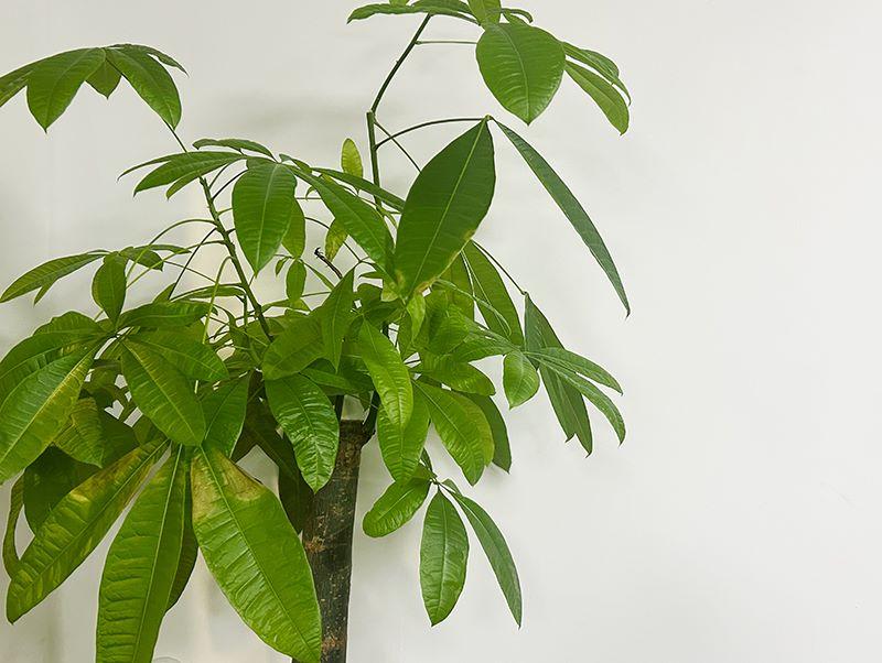 分公司正确注册流程有哪些？