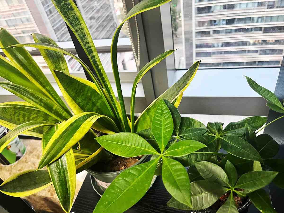 网上能注册商标吗？