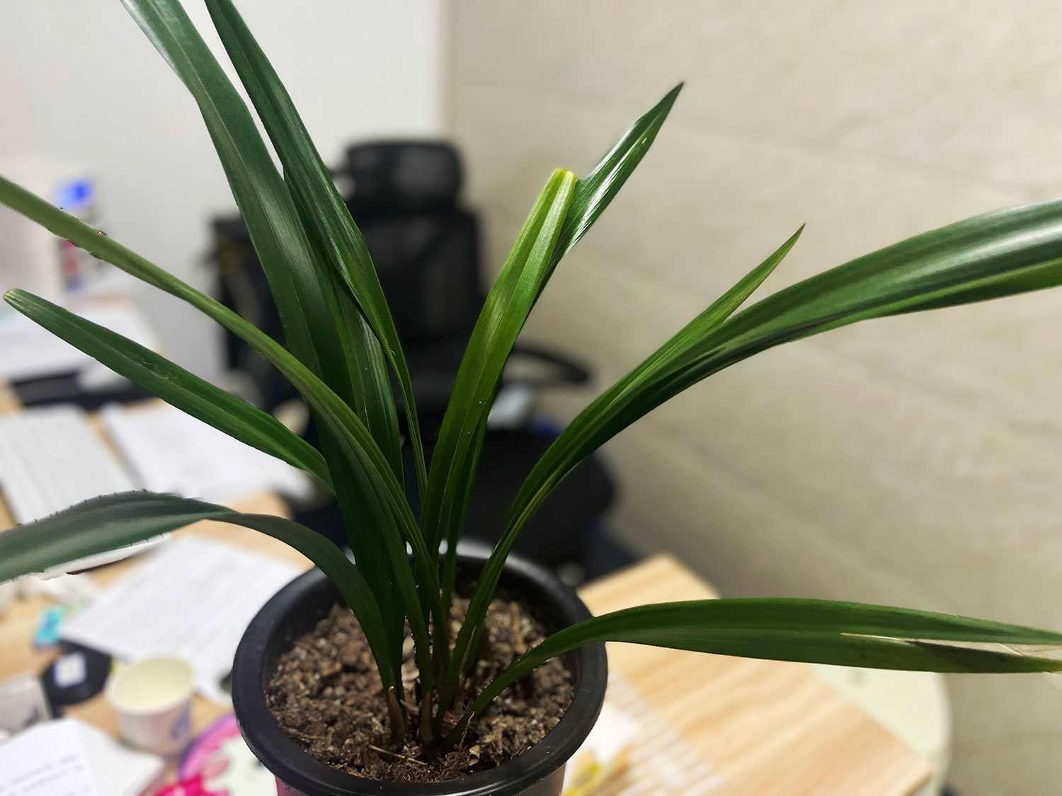 建筑代办资质如何申报