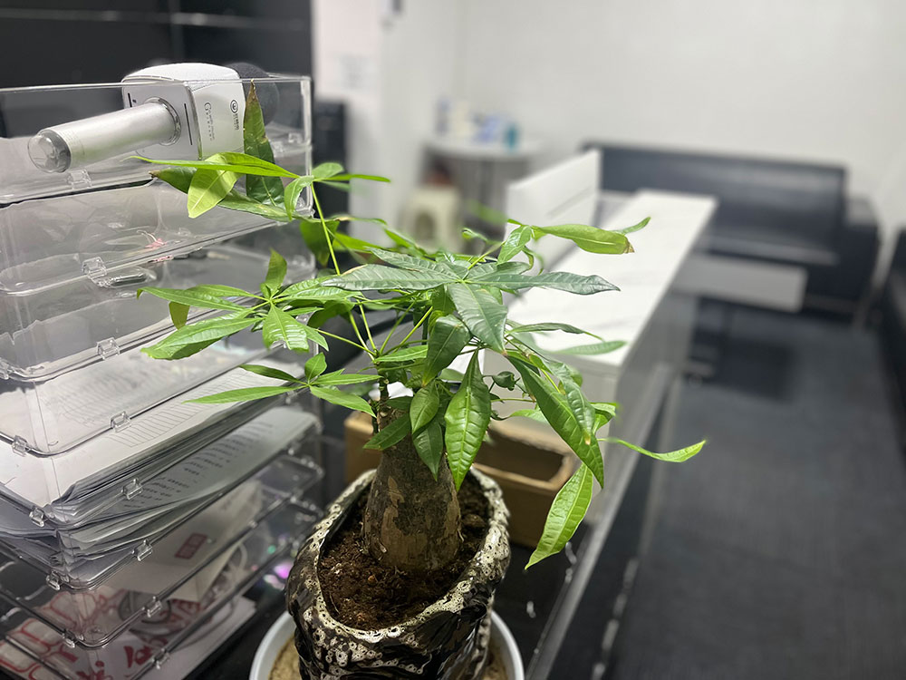 新能源汽车与维修发展前景怎么样