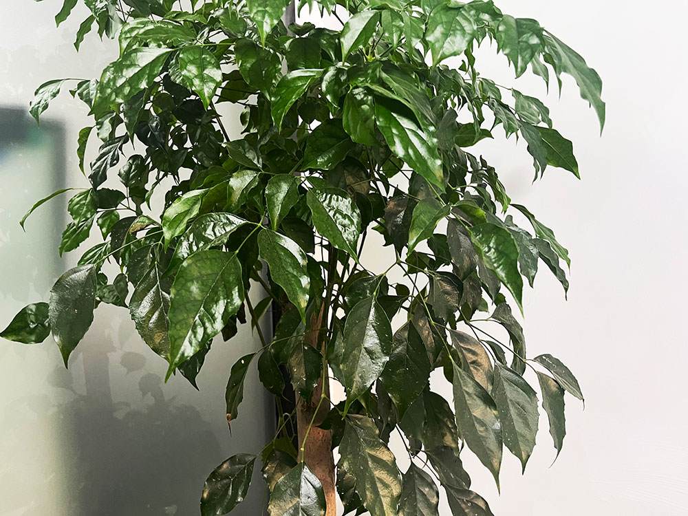 汽车变速箱的维修方法