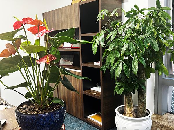 深入解读怎么注册香港公司